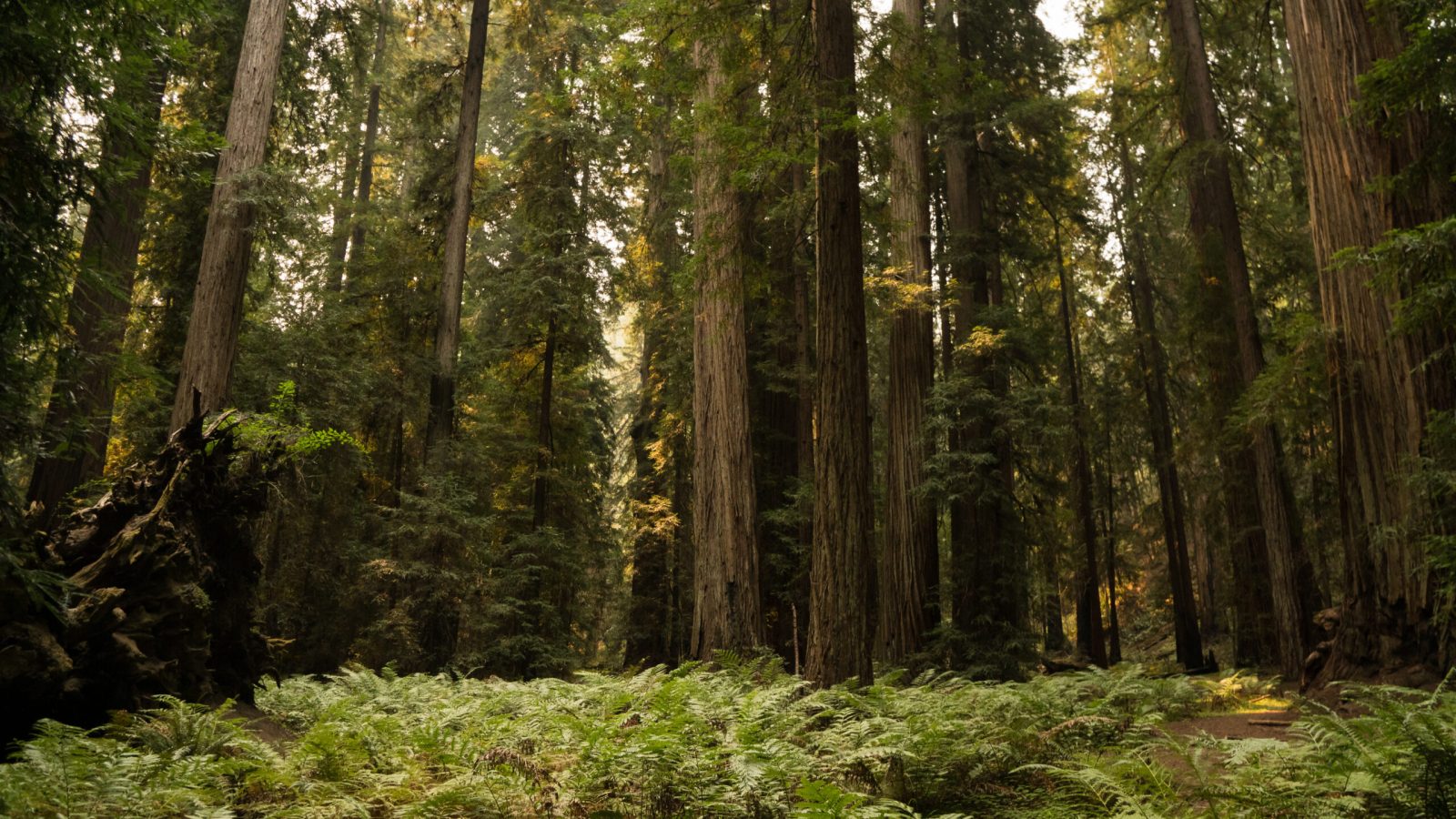 Thick fern ground cover under a dense old growth redwood forest in California